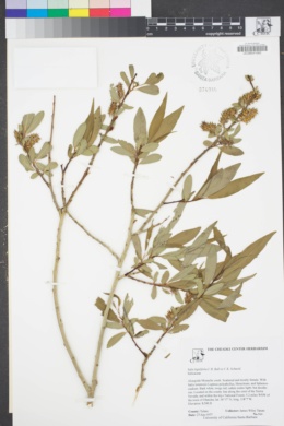 Image of Salix ligulifolia