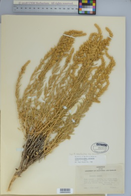 Krascheninnikovia ceratoides subsp. lanata image