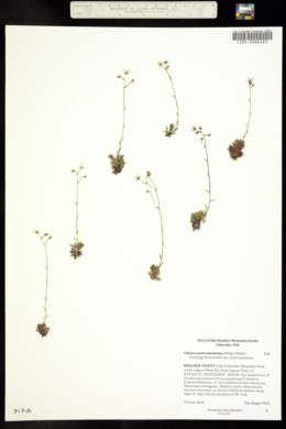 Image of Ciliaria austromontana