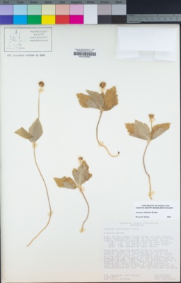 Anemone deltoidea image