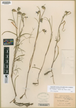 Commelina dianthifolia image