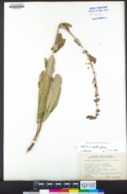 Salvia virgata image