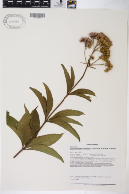 Eupatoriadelphus maculatus image