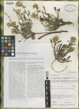 Oreocarya creutzfeldtii image