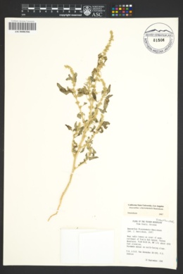 Image of Amaranthus x tucsonensis