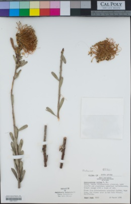 Leucospermum tottum image