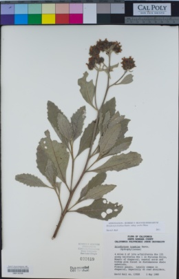Eriodictyon traskiae subsp. smithii image
