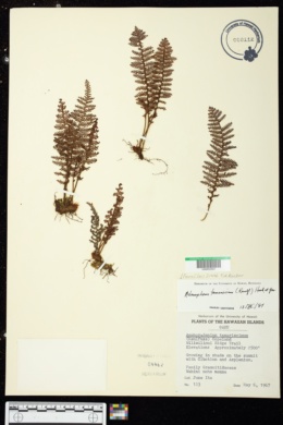 Adenophorus tamariscinus image