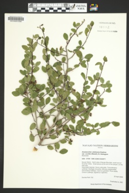Amelanchier utahensis var. covillei image