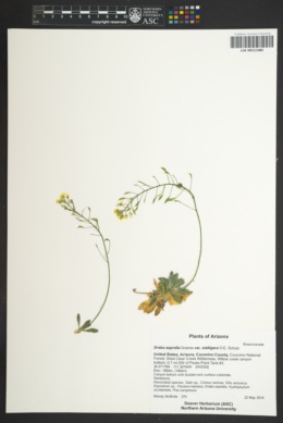 Draba asprella var. stelligera image