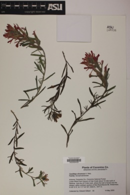 Castilleja applegatei ssp. martinii image