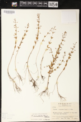 Cuphea mimuloides image