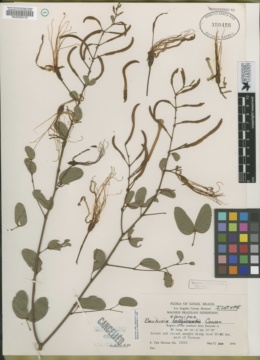 Image of Bauhinia curvula