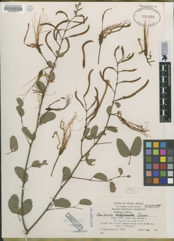 Bauhinia curvula image