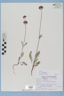 Salvia columbariae var. columbariae image
