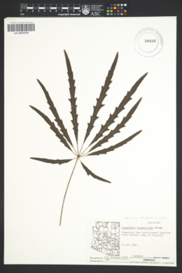 Image of Schefflera elegantissima