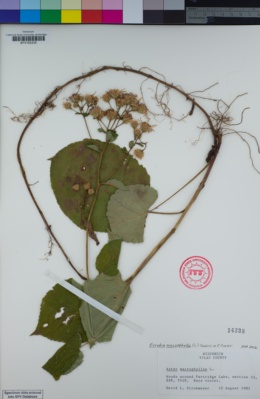 Image of Eurybia macrophylla