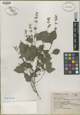 Salvia languidula image