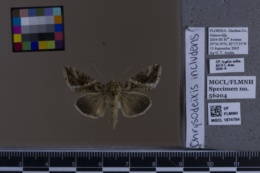 Chrysodeixis includens image