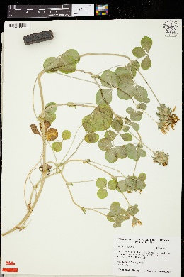 Trifolium clypeatum image
