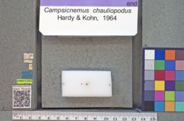 Image of Campsicnemus chauliopodus