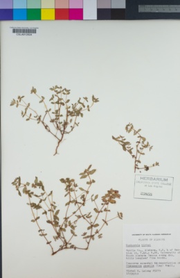 Image of Euphorbia hirta