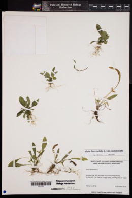 Viola lanceolata var. lanceolata image