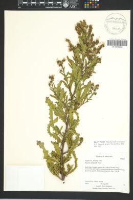Image of Phacelia buell-vivariensis