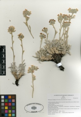 Image of Oreocarya crassipes