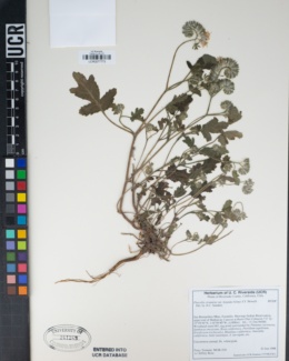 Phacelia cicutaria image