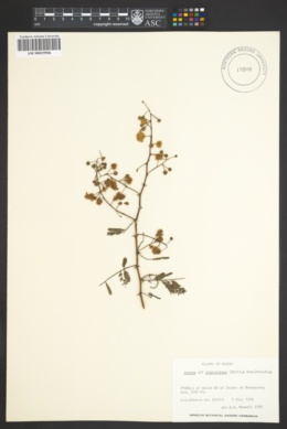 Acacia riparioides image