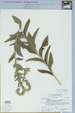 Image of Lithospermum onosmodium