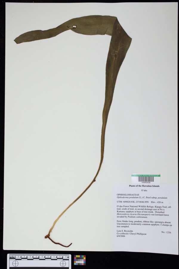 Ophioderma pendulum subsp. pendulum image
