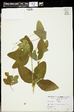 Trifolium howellii image