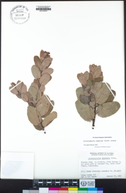 Arctostaphylos tomentosa image