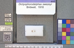 Image of Dictyophorodelphax swezeyi