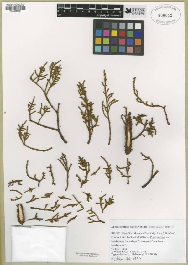 Arceuthobium hondurense subsp. hawksworthii image