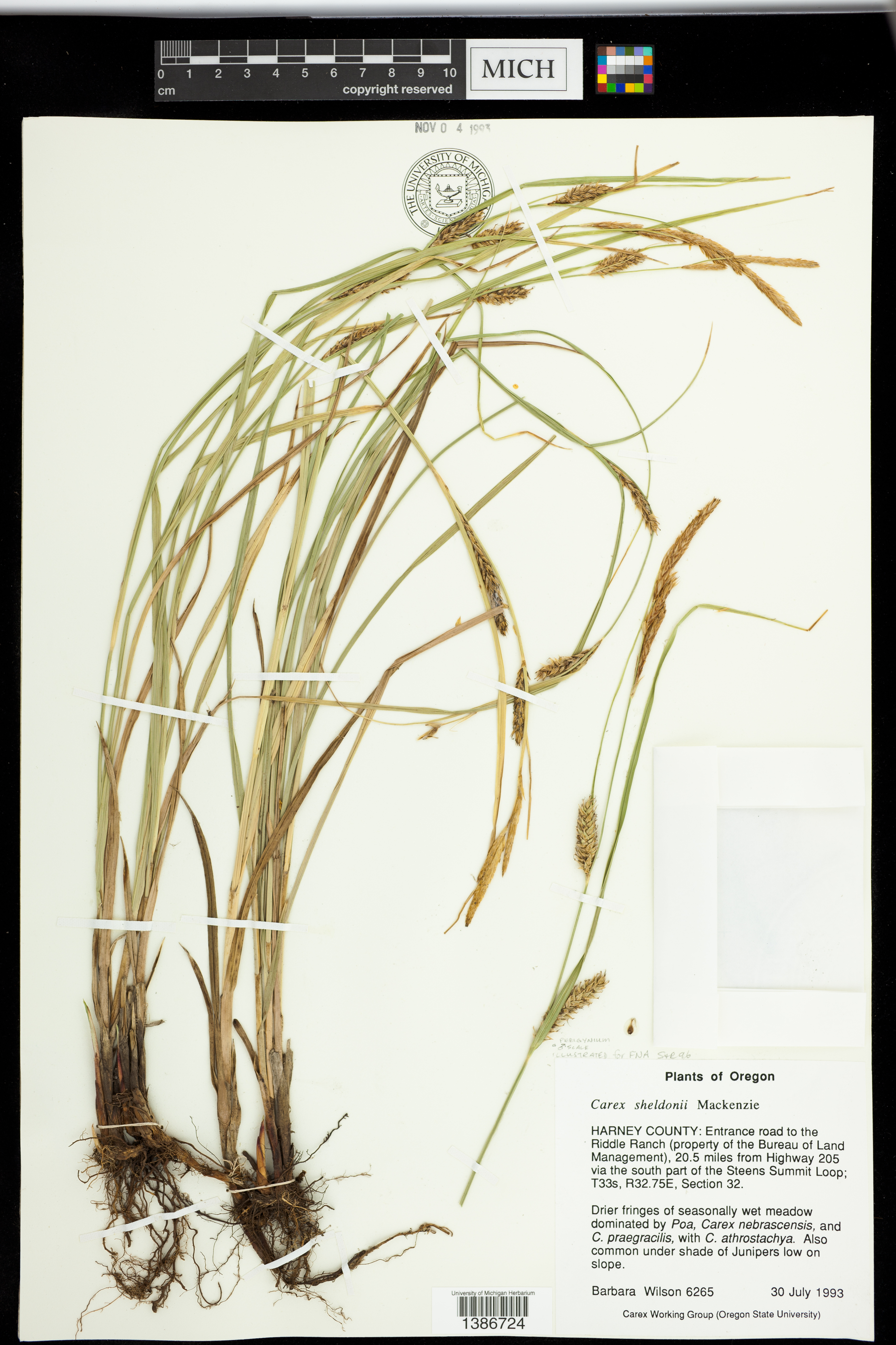 Carex sheldonii image