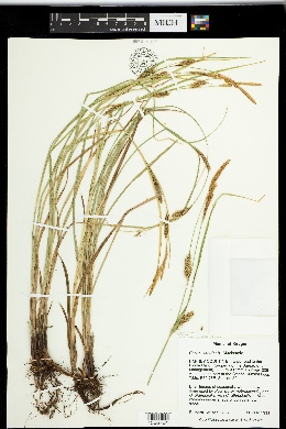 Carex sheldonii image
