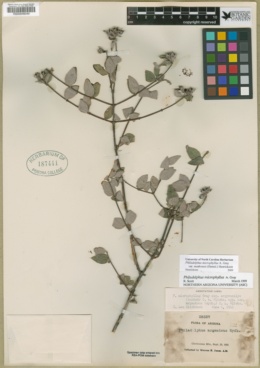 Philadelphus microphyllus var. madrensis image