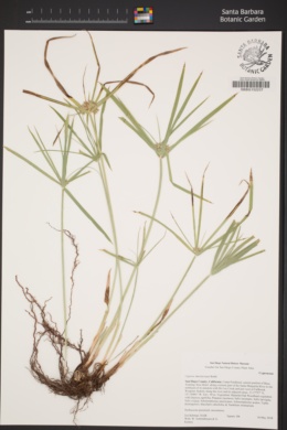 Image of Cyperus involucratus
