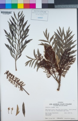 Grevillea robusta image