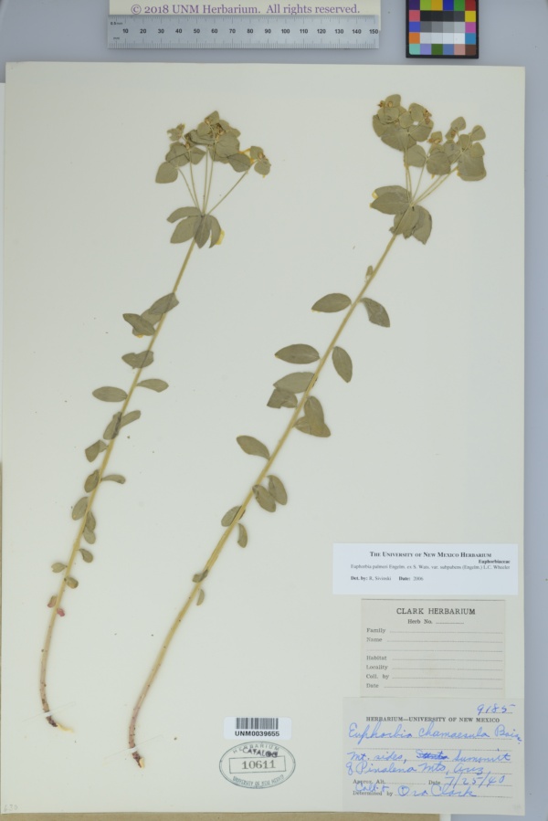 Euphorbia palmeri var. subpubens image