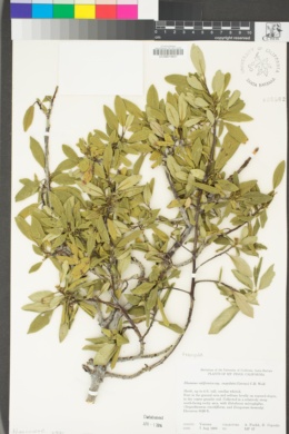 Frangula californica subsp. cuspidata image
