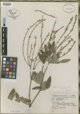 Image of Tephrosia mexicana