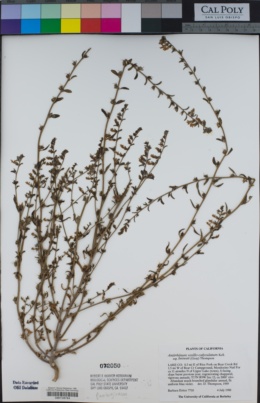 Antirrhinum vexillocalyculatum subsp. breweri image
