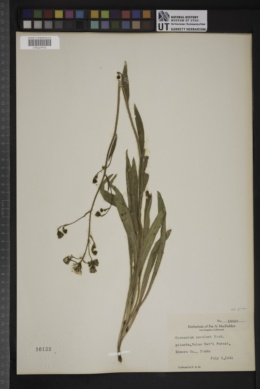 Hieracium scouleri var. griseum image