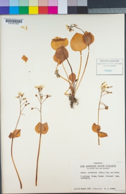 Claytonia cordifolia image