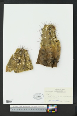 Echinocereus coccineus subsp. transpecosensis image