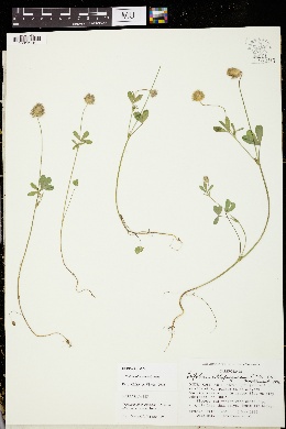 Trifolium olivaceum image
